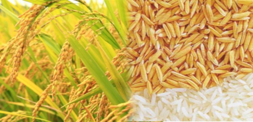 ဆန်များ